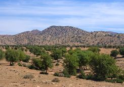 Argan trees in Moroccan landscape