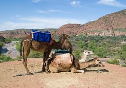 Camels in the desert