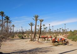 Palm groves and camels in the desert