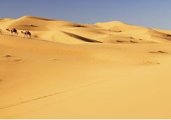 Camels in the sand dunes