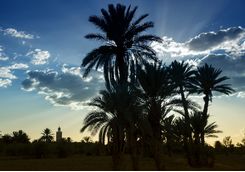 Palmgroves at sunrise