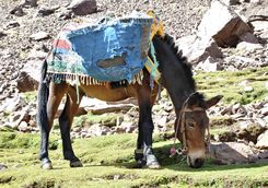 Donkey in the Atlas Mountains