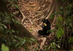 Sun bear eating
