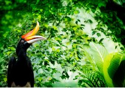 Colourful bird in the trees