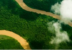 Borneo rainforest from above