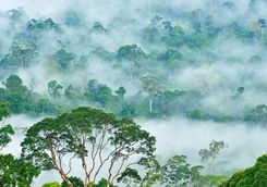 Fog over the Danum Valley