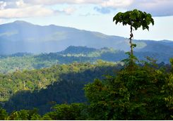 View of the Danum Valley