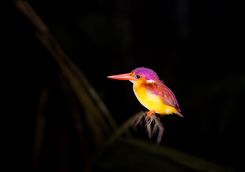 Colourful nocturnal bird