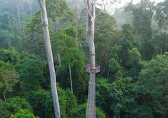 Walkway across the rainforest canopy
