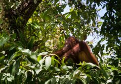 Orangutan in the trees