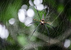 Spider in a web