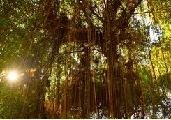 Sunlight shining through the canopy