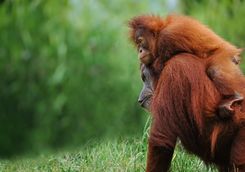Orangutan with baby
