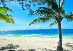 Palm tree on the beach