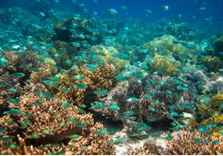 Coral reef off Gaya Island