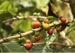 Coffee beans in Colombia
