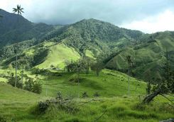 The lush hills of the Coffee Region