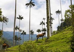 Horses in the Cocora Valley