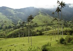 Misty day in the Cocora Valley