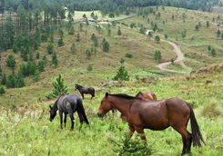Horses at the hill in Cordoba