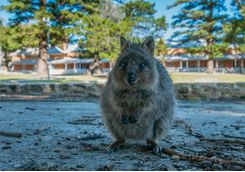 A quokka