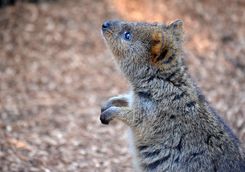 Close up of a quokka