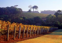 Vineyards at the Margaret River
