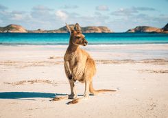 Kangaroo on the beach
