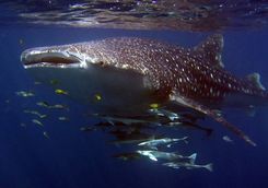 Close up of a whale shark