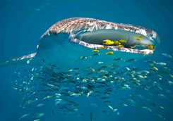 An eating whale shark