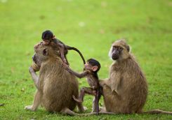 Family of grey monkeys