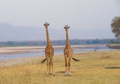 Two Giraffe