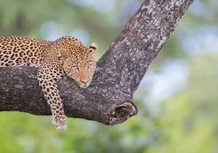 Leopard lounging in a tree