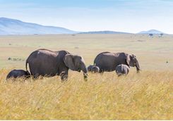 Elephants walking in plain
