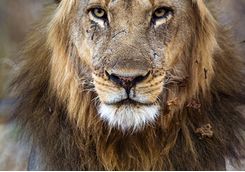 Close up of lion