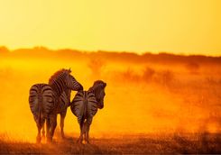 Zebras in golden light