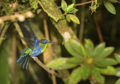 Hummingbird in the trees