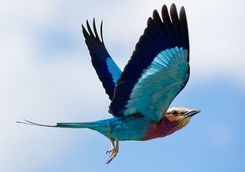 Blue bird