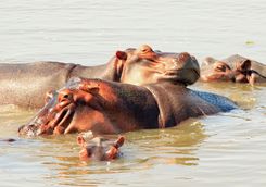 Hippos swimming