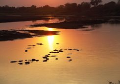 Hippos swimming