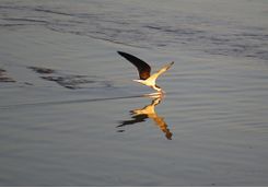 Bird skimming river