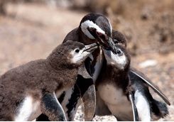 Penguin feeding