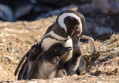 Magellan penguin family
