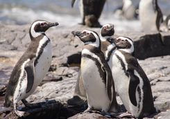 Penguin of Magellan