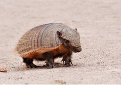 Nine banded armadillo