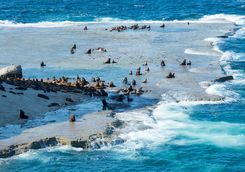 Rookery Peninsula Valdes