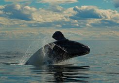 Whale in Peninsula Valdes