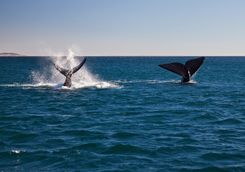 Whales Puerto Piramides