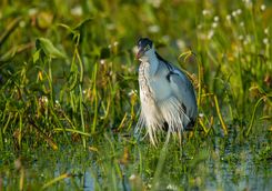 A bird in the Wetlands