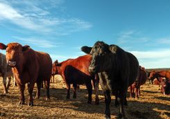Cattle in Argentina